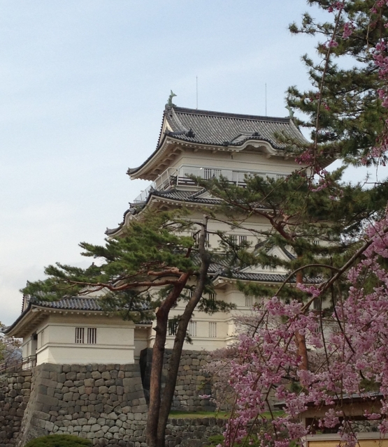 小田原城址公園の写真 
