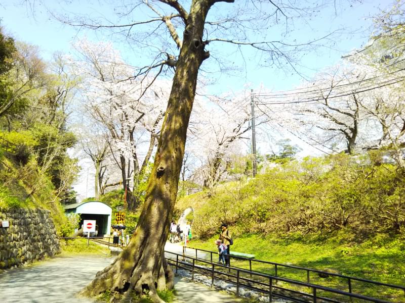 小田原城址公園の写真 