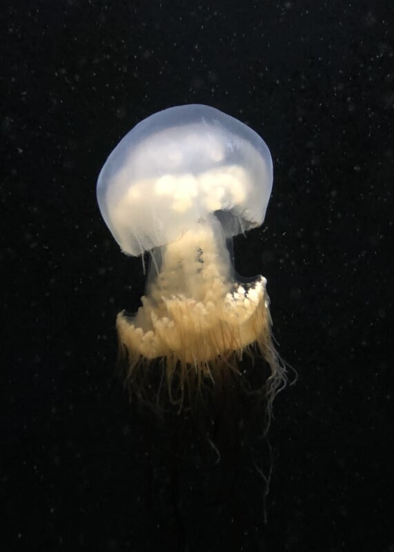 鶴岡市立加茂水族館の写真 ©Totti(CC BY-SA 4.0)