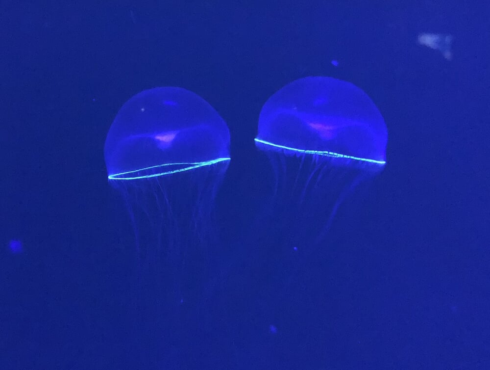 鶴岡市立加茂水族館の写真 ©Totti(CC BY-SA 4.0)