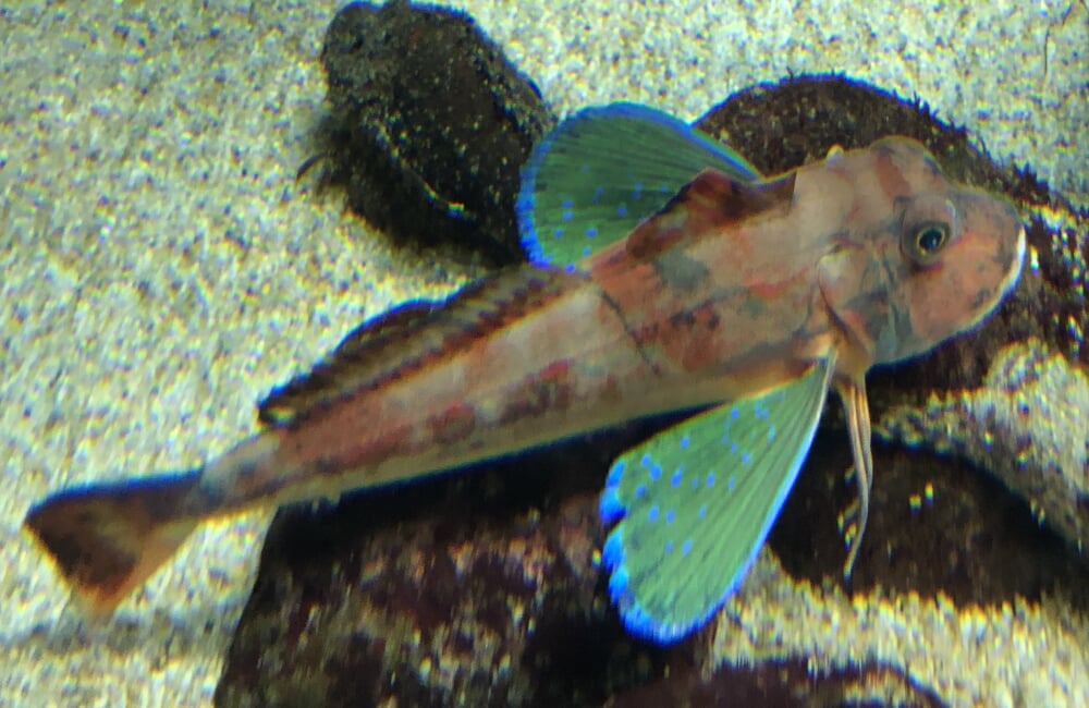 鶴岡市立加茂水族館の写真 ©Totti(CC BY-SA 4.0)