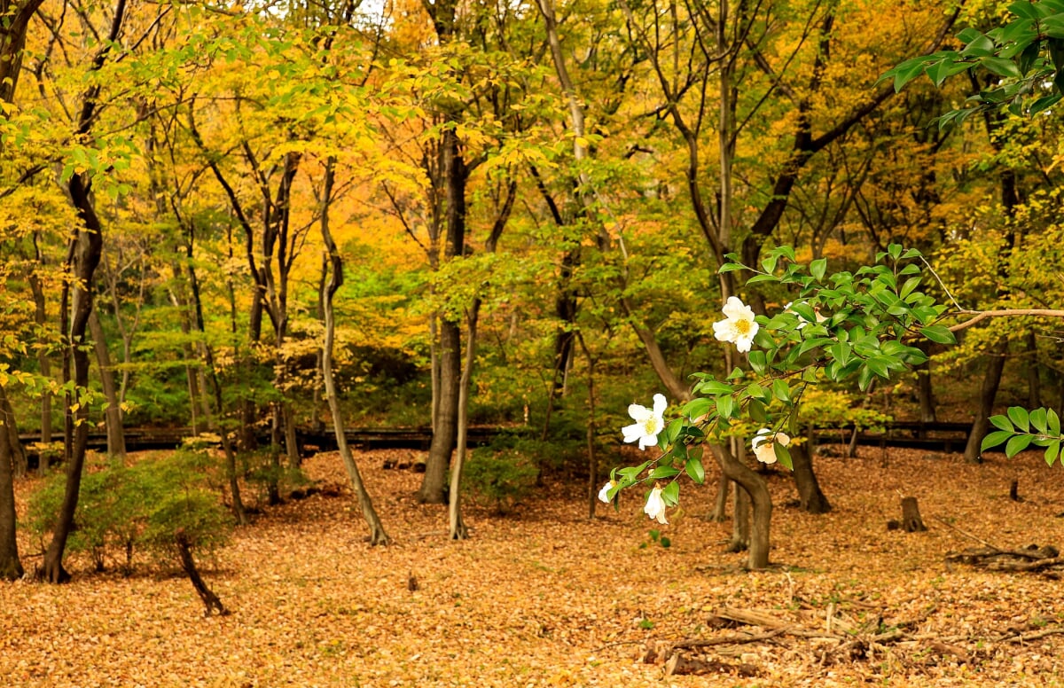 みかも山公園の写真 