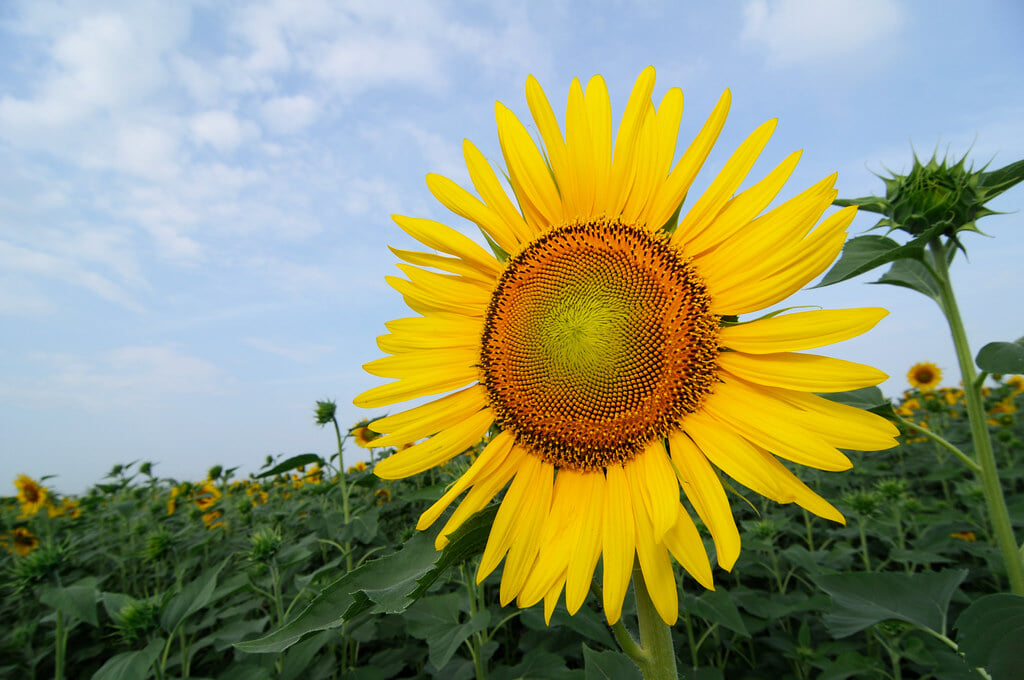 フローラルガーデンよさみの写真 ©BONGURI(CC BY-ND 2.0)