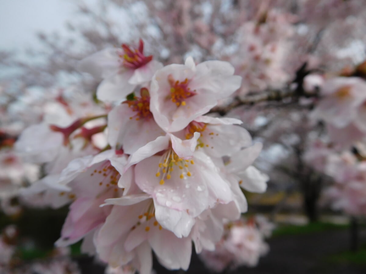 福岡堰さくら公園の写真 ©Miyuki(CC BY-SA 4.0)