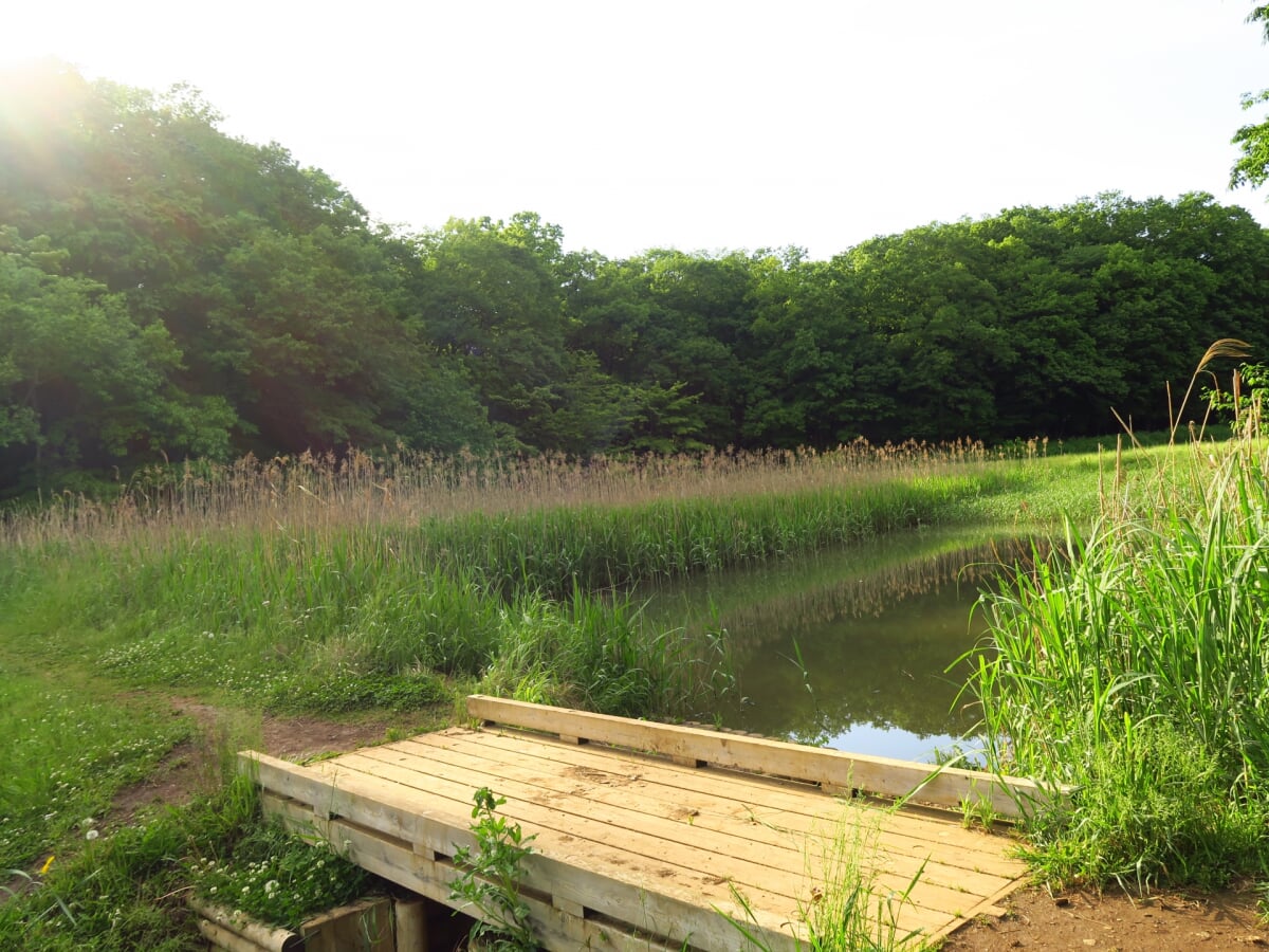 都立野山北・六道山公園の写真 