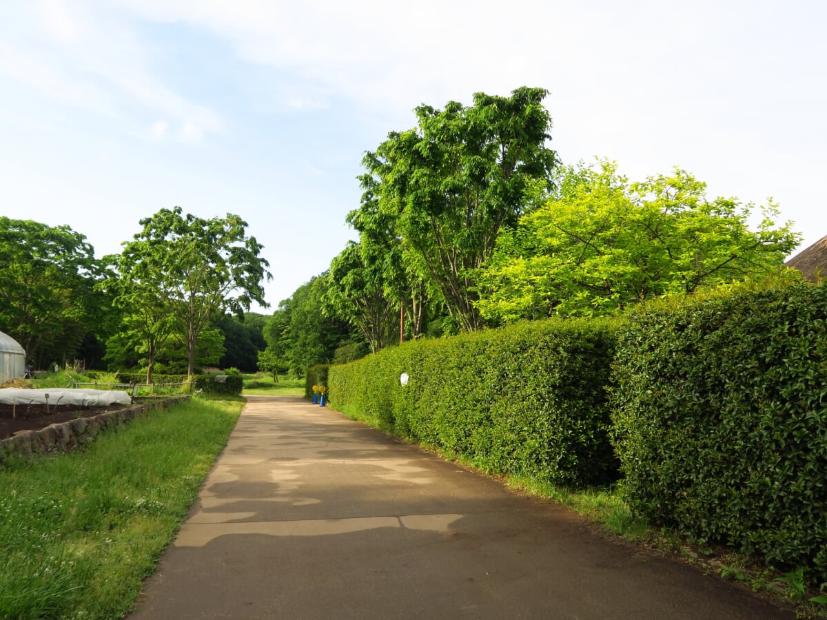 都立野山北・六道山公園の写真 