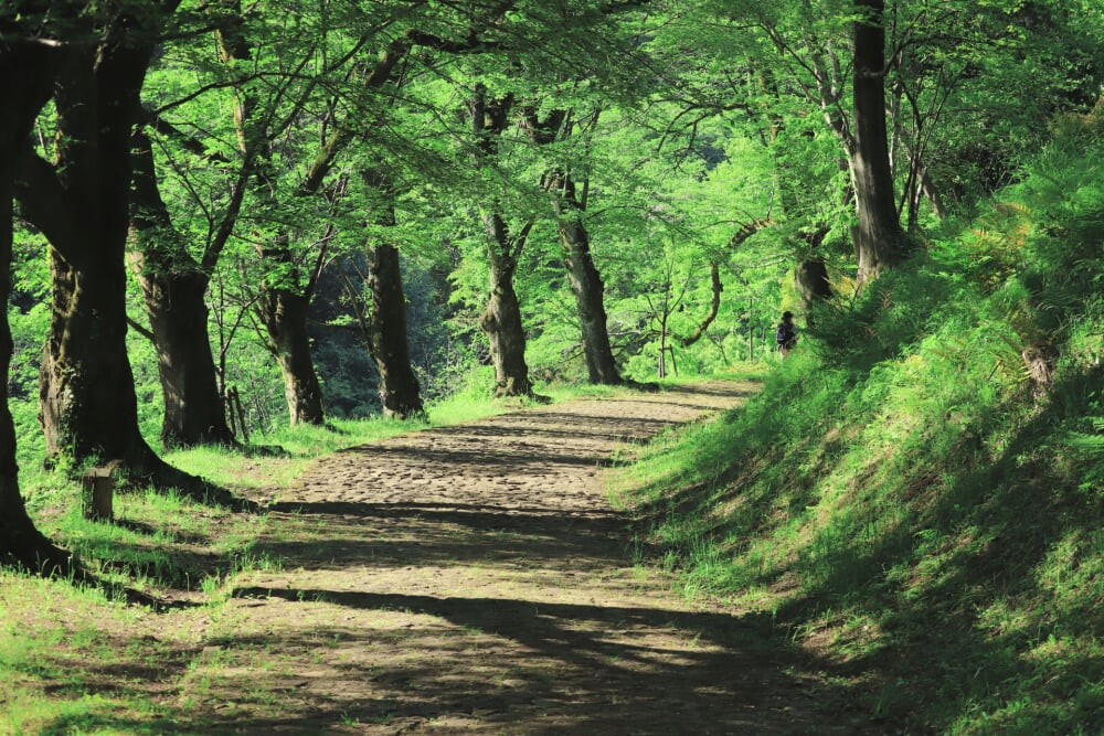 神奈川県立 七沢森林公園の写真 