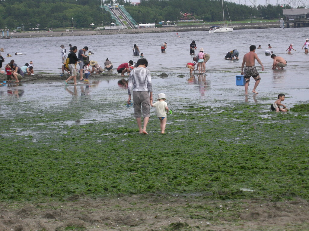 海の公園 潮干狩り場の写真 ©sawamur(CC BY-SA 2.0)