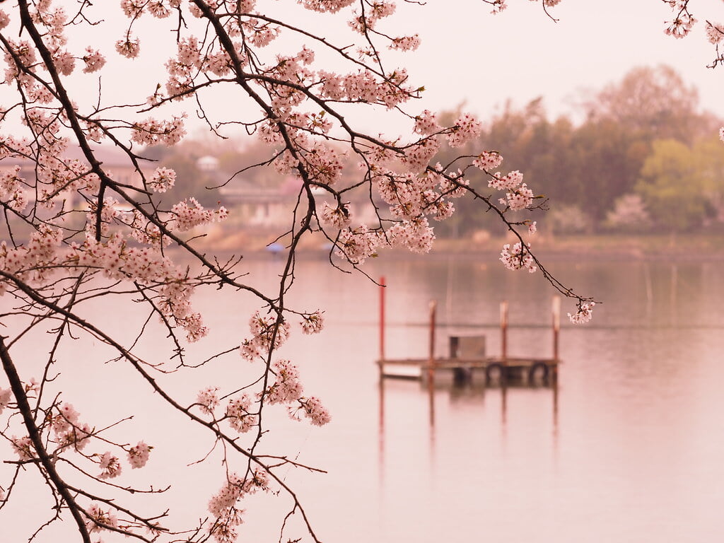 砂沼広域公園の写真 ©kushii(CC BY-ND 2.0)