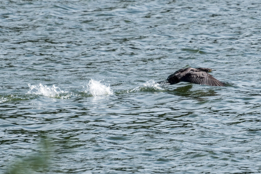 山田池公園の写真 ©jinkemoole(CC BY 2.0)