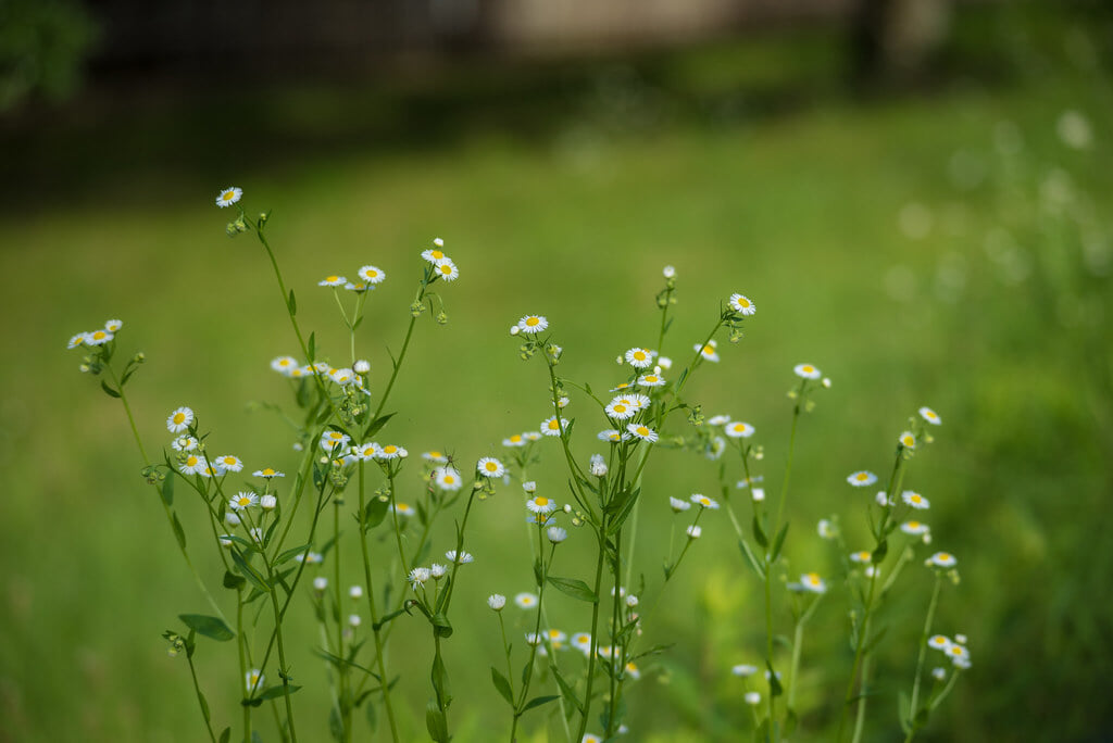 山田池公園の写真 ©jinkemoole(CC BY 2.0)