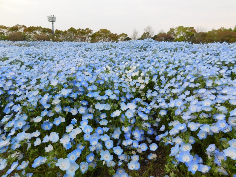 なばなの里の写真 