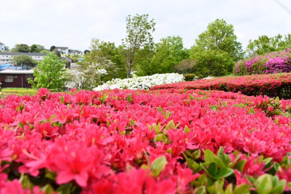 根岸森林公園の写真 