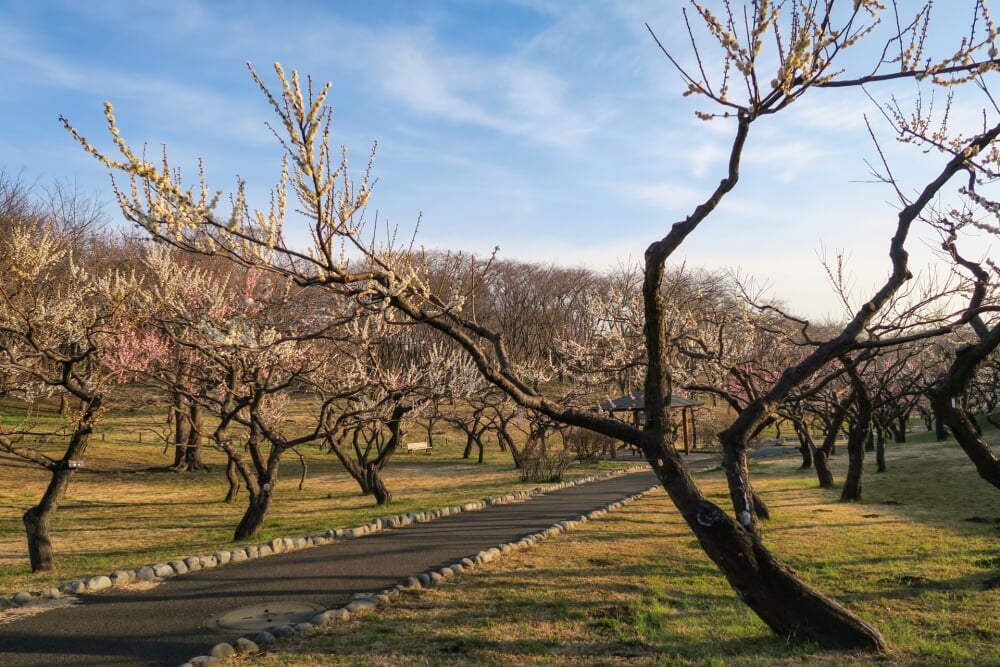 根岸森林公園の写真 