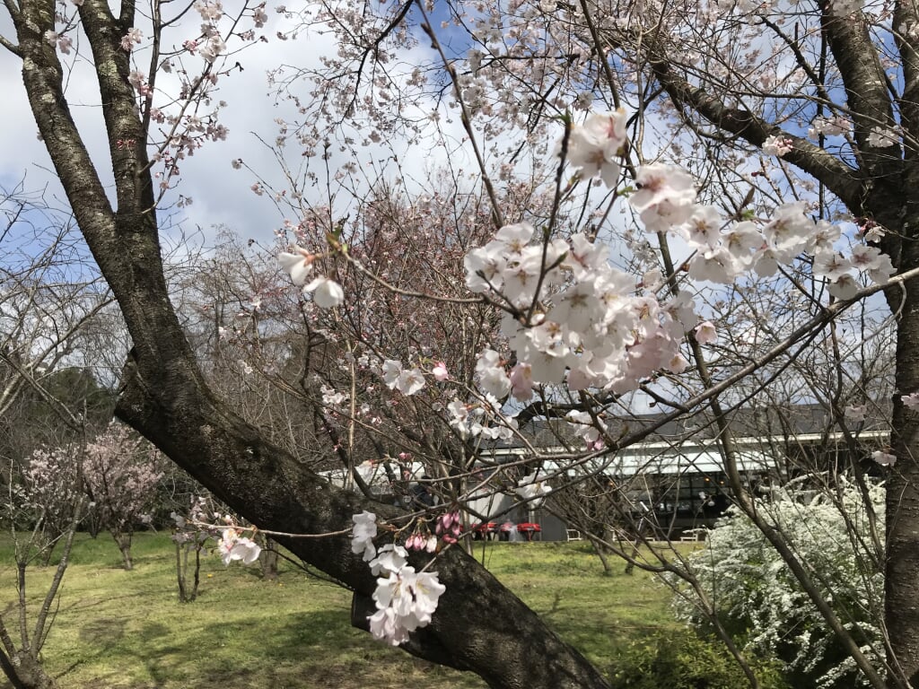 京都府立植物園の写真 ©日本雪氷学会(CC BY-SA 4.0)