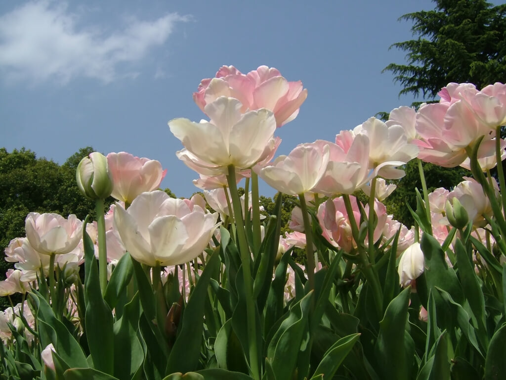 京都府立植物園の写真 ©Midori(CC BY-SA 2.1 jp)