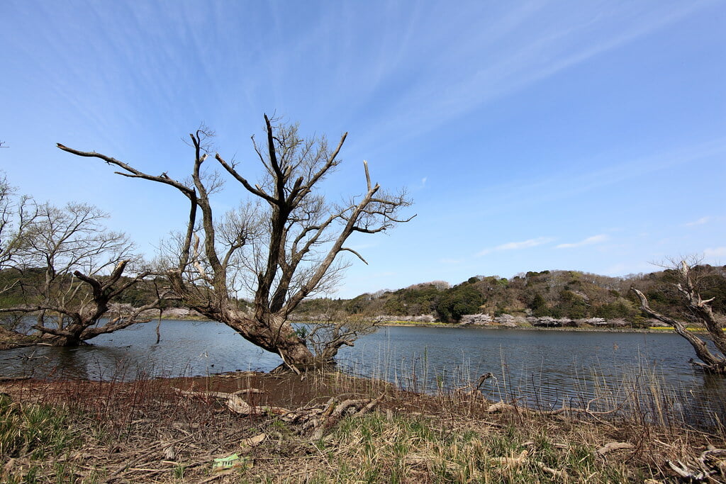 袖ケ浦公園の写真 ©TANAKA Juuyoh (田中十洋)(CC BY 2.0)