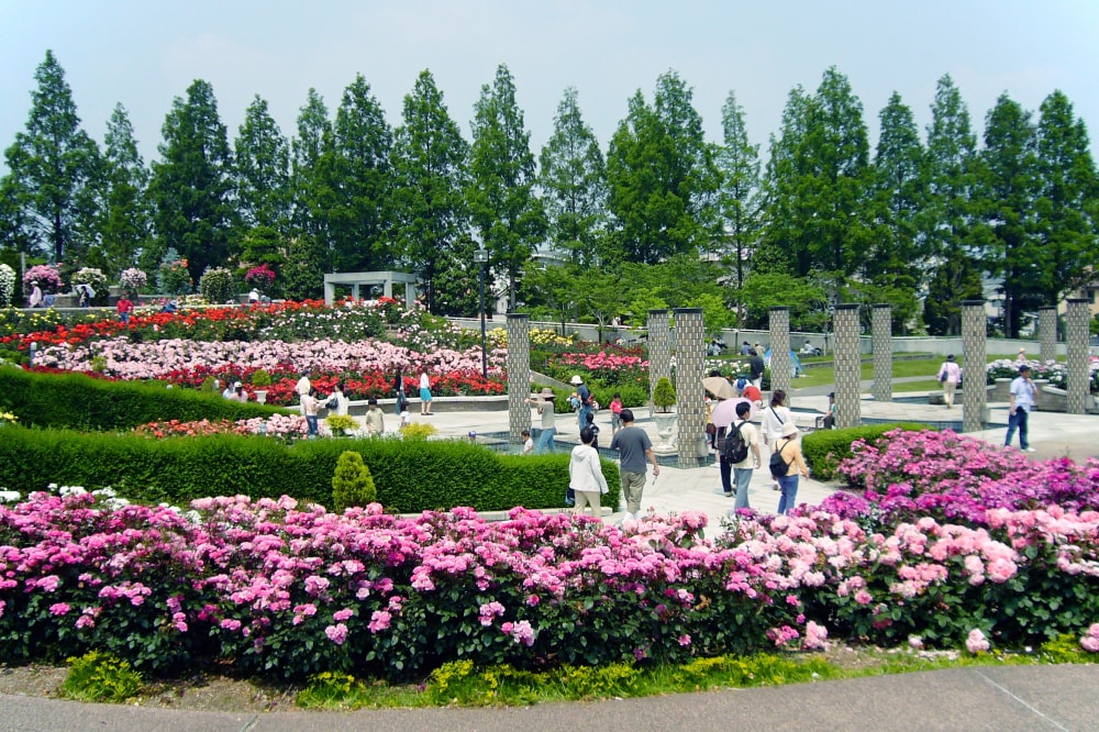 荒牧バラ公園の写真 ©663highland(CC-BY-SA-3.0)
