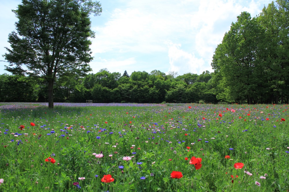 とちぎわんぱく公園の写真 ©京浜にけ(CC BY-SA 3.0)