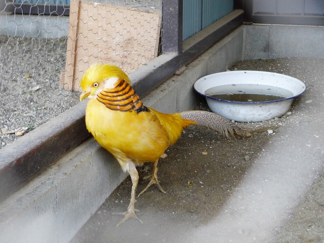 福知山市動物園の写真 