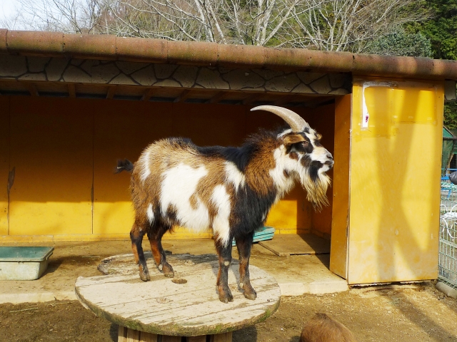 福知山市動物園の写真 