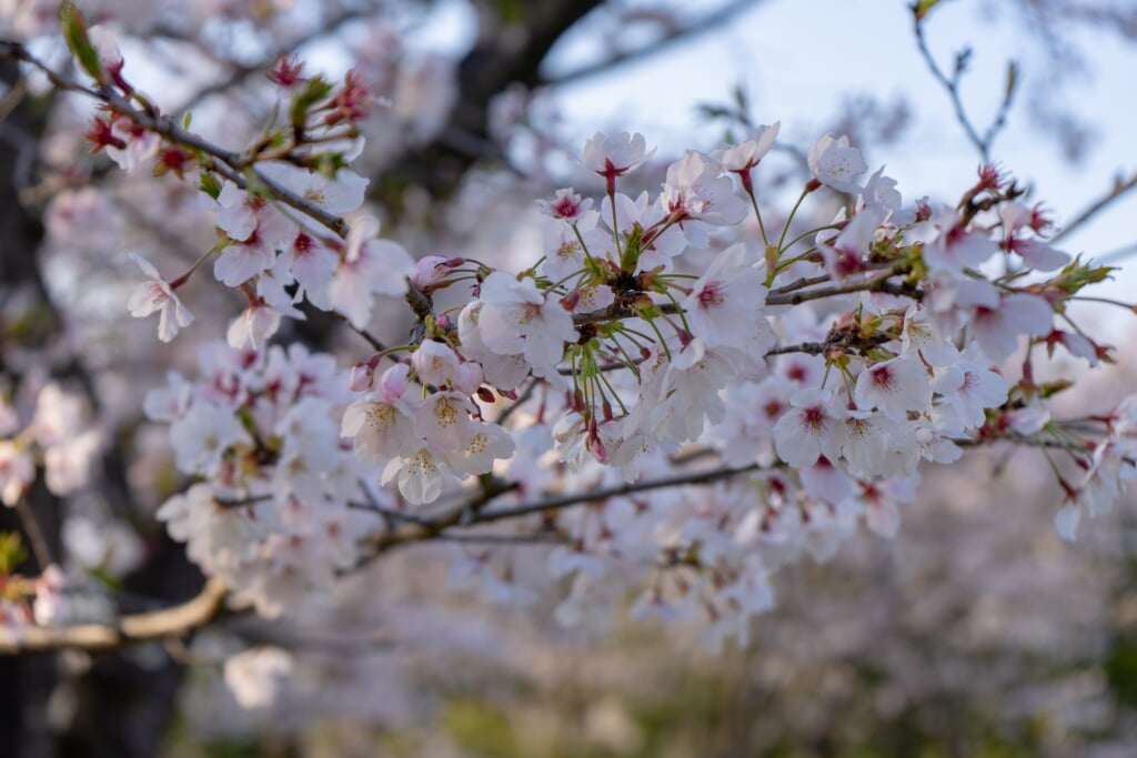 城山公園の写真 