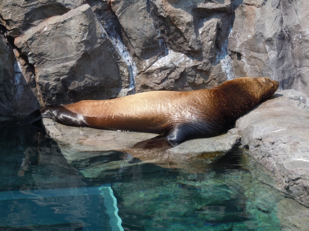 宮島水族館の写真 ©Shigeru-a24(CC BY-SA 3.0)