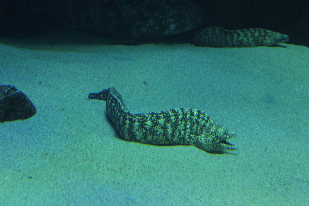 宮島水族館の写真 ©ftomiz(CC BY 2.0)