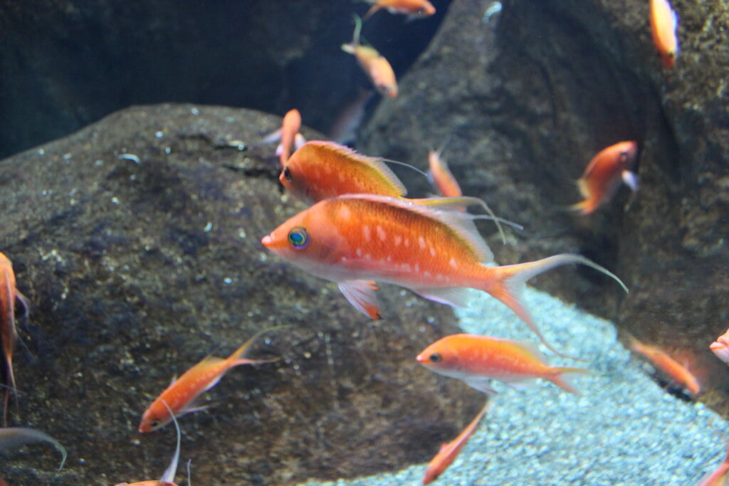 宮島水族館の写真 ©ftomiz(CC BY 2.0)