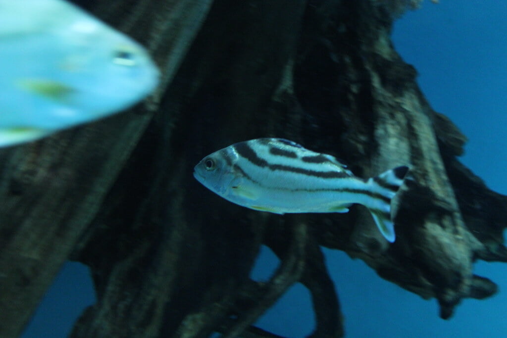 宮島水族館の写真 ©ftomiz(CC BY 2.0)