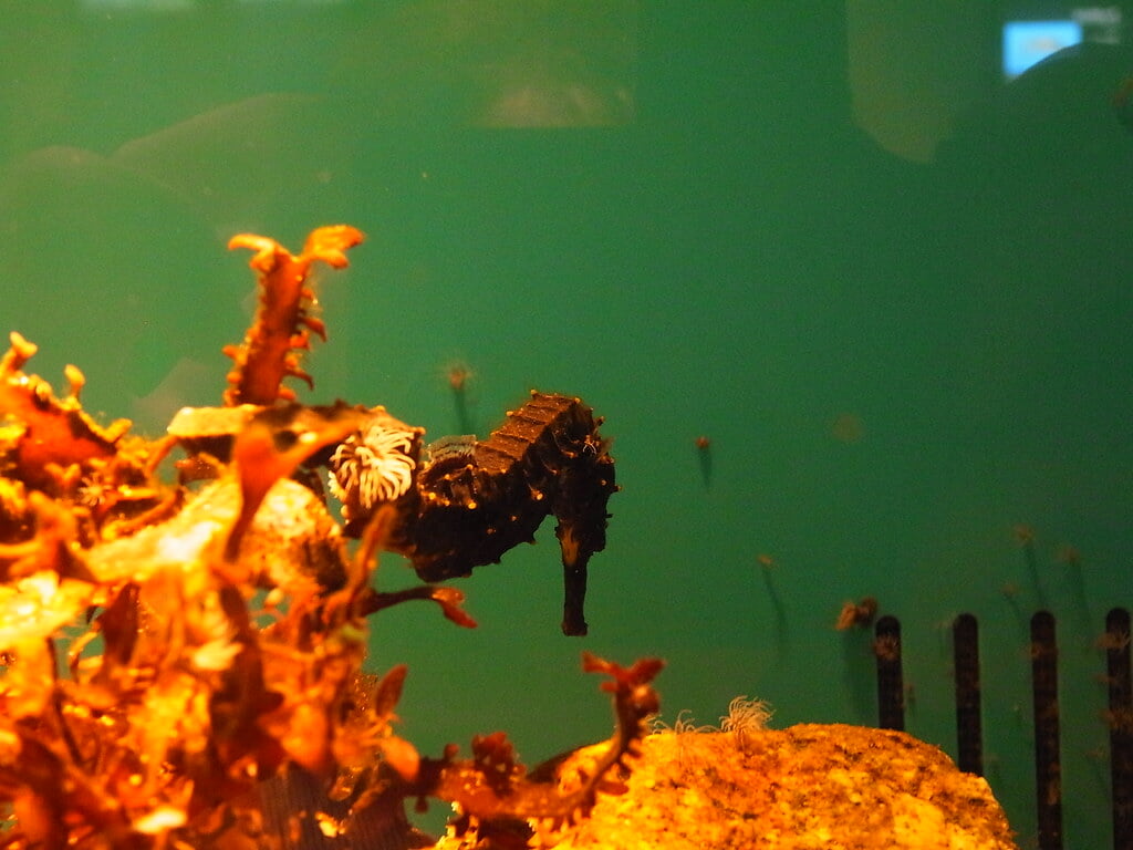 宮島水族館の写真 ©kagawa_ymg(CC BY 2.0)
