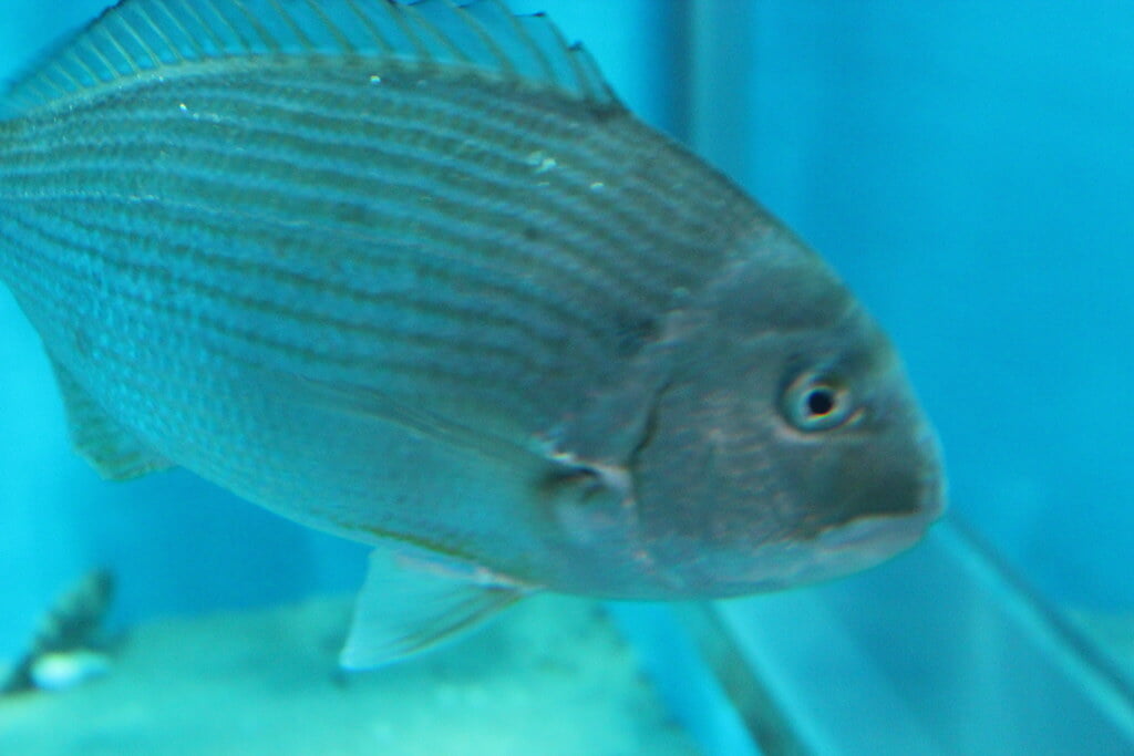 宮島水族館の写真 ©ftomiz(CC BY 2.0)