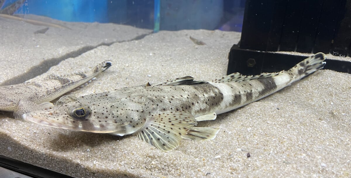 浜名湖体験学習施設 ウォットの写真 ©Totti(CC BY-SA 4.0)