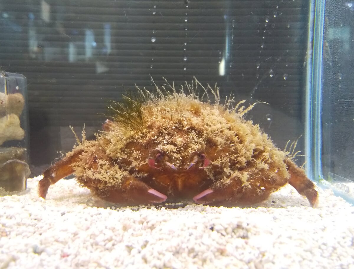 浜名湖体験学習施設 ウォットの写真 ©タウナギ(CC BY-SA 4.0)