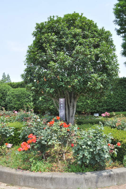 伊奈町町制施行記念公園の写真 ©Ocdp(CC0)