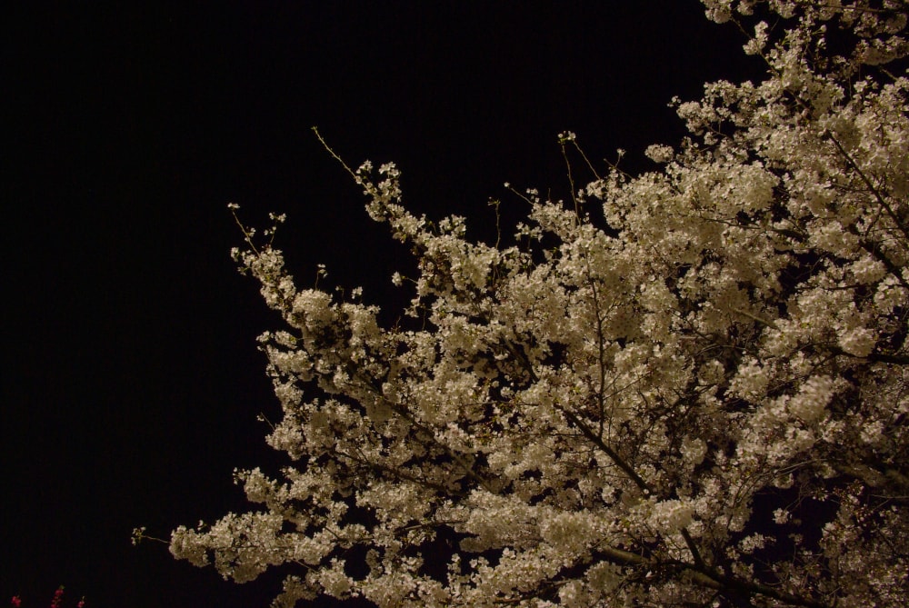 南河原公園の写真 ©Chiether(CC BY-SA 3.0)