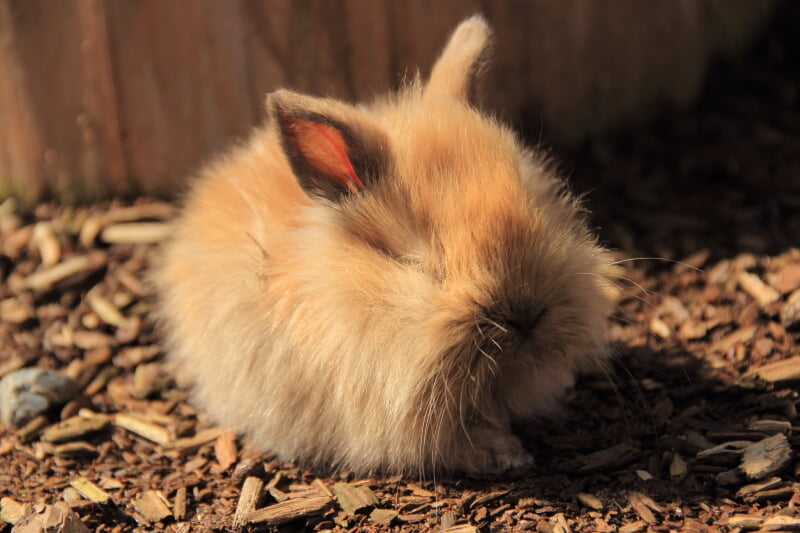 ダチョウ王国 石岡ファームの写真 ©certified(CC BY 3.0)