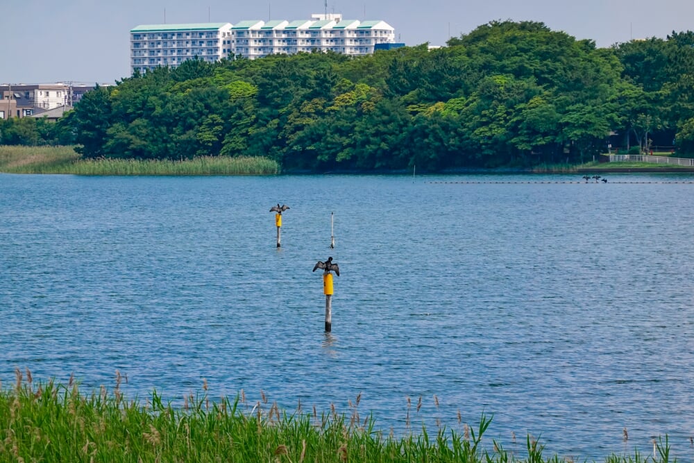 谷津干潟自然観察センターの写真 