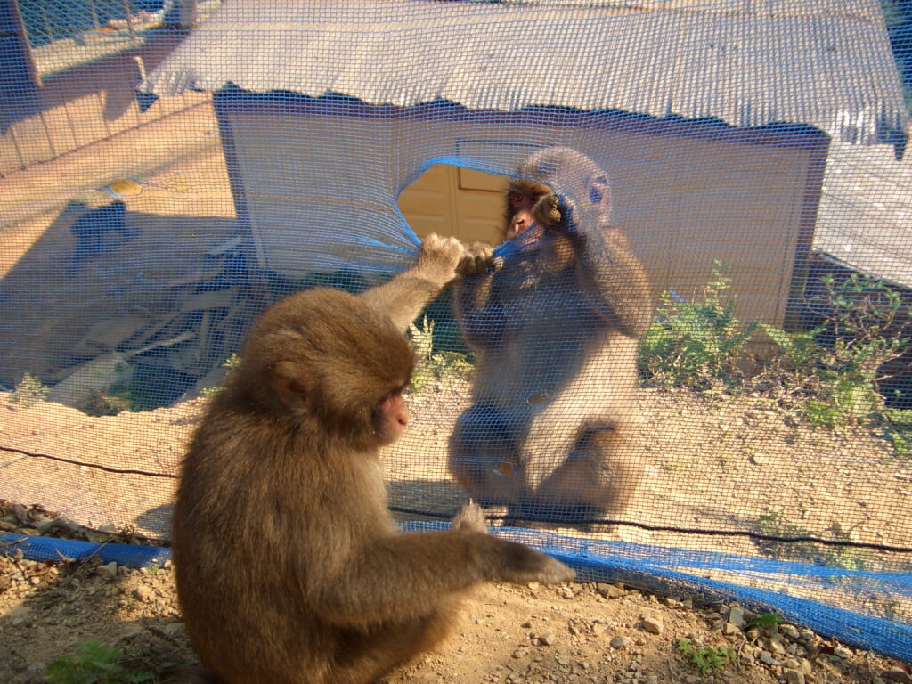 嵐山モンキーパークいわたやまの写真 ©Noneotuho(CC BY-SA 3.0)