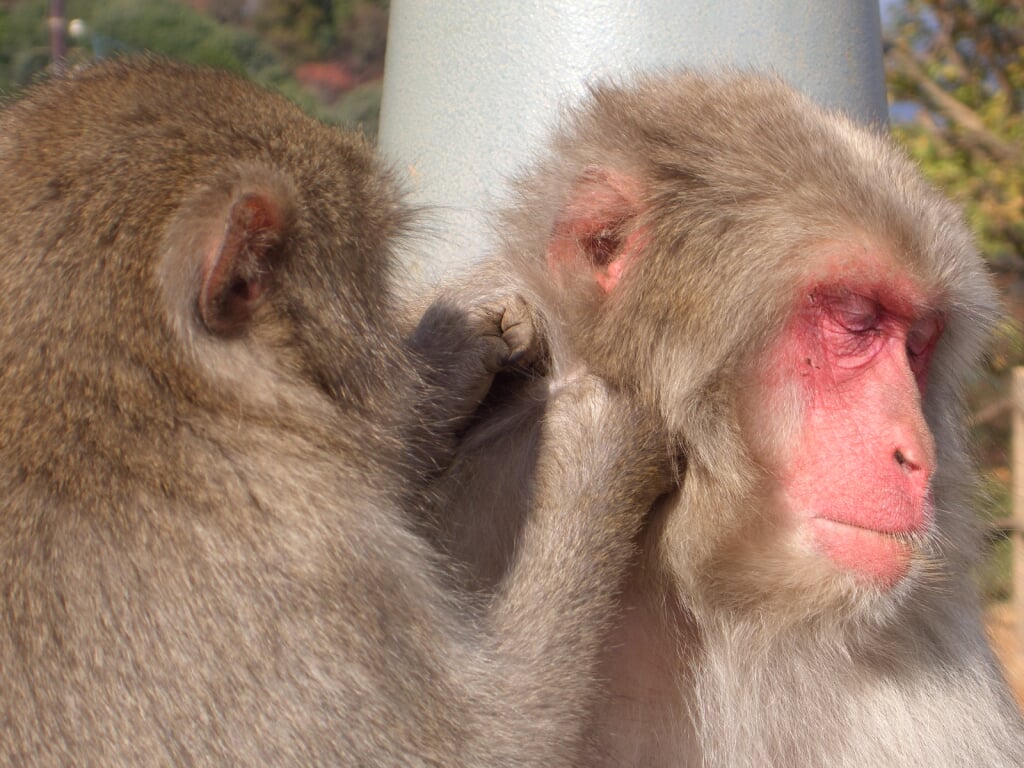 嵐山モンキーパークいわたやまの写真 ©Noneotuho(CC BY-SA 3.0)