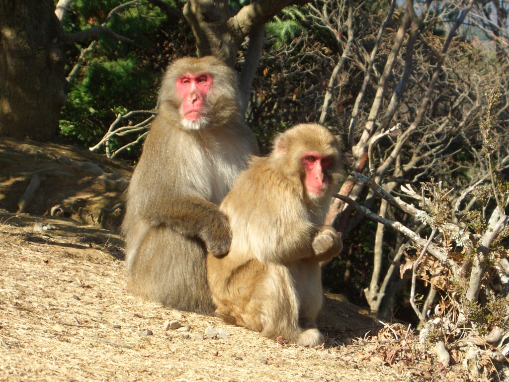 嵐山モンキーパークいわたやまの写真 ©Noneotuho(CC BY-SA 3.0)