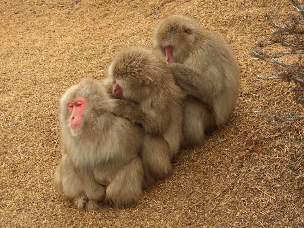 嵐山モンキーパークいわたやまの写真 ©Noneotuho(CC BY-SA 3.0)