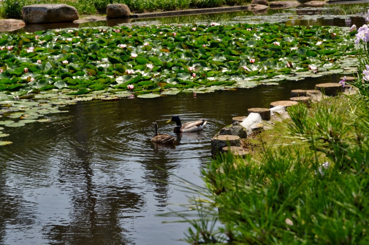ときわ公園の写真 ©伊部リコ(CC BY 3.0)