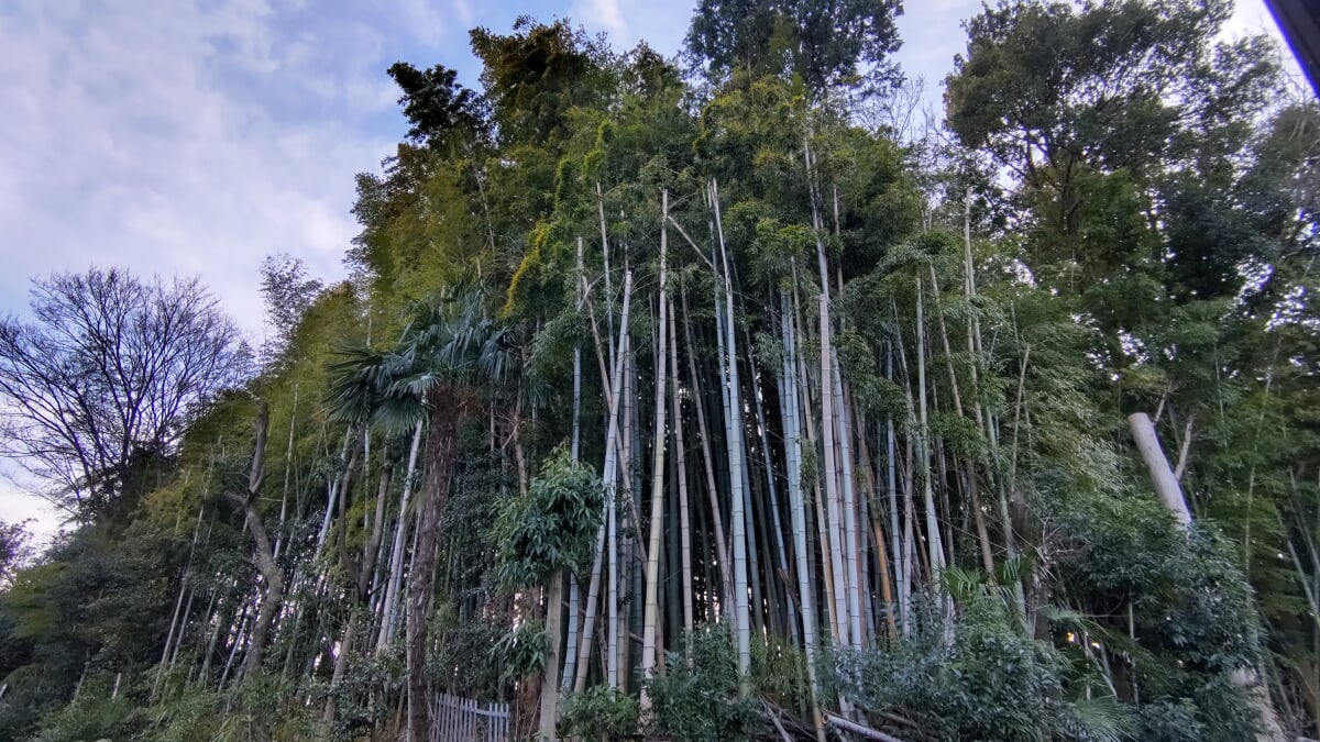 石神井公園の写真 ©Guy-aan(CC BY-SA 4.0)