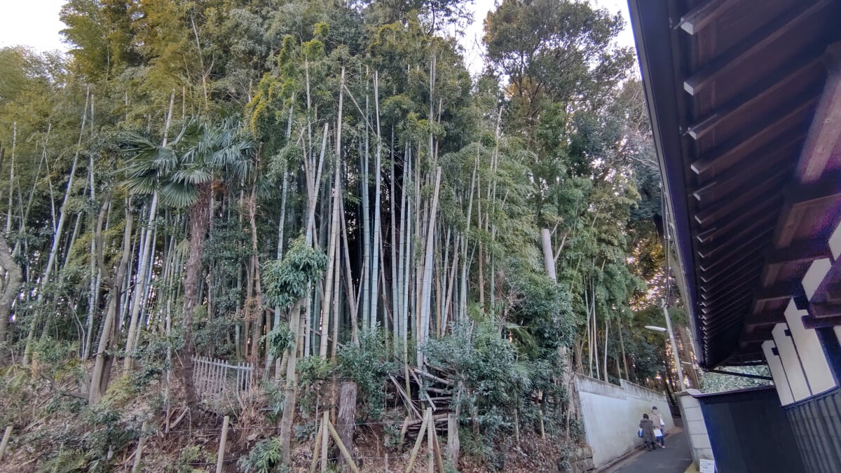 石神井公園の写真 ©Guy-aan(CC BY-SA 4.0)