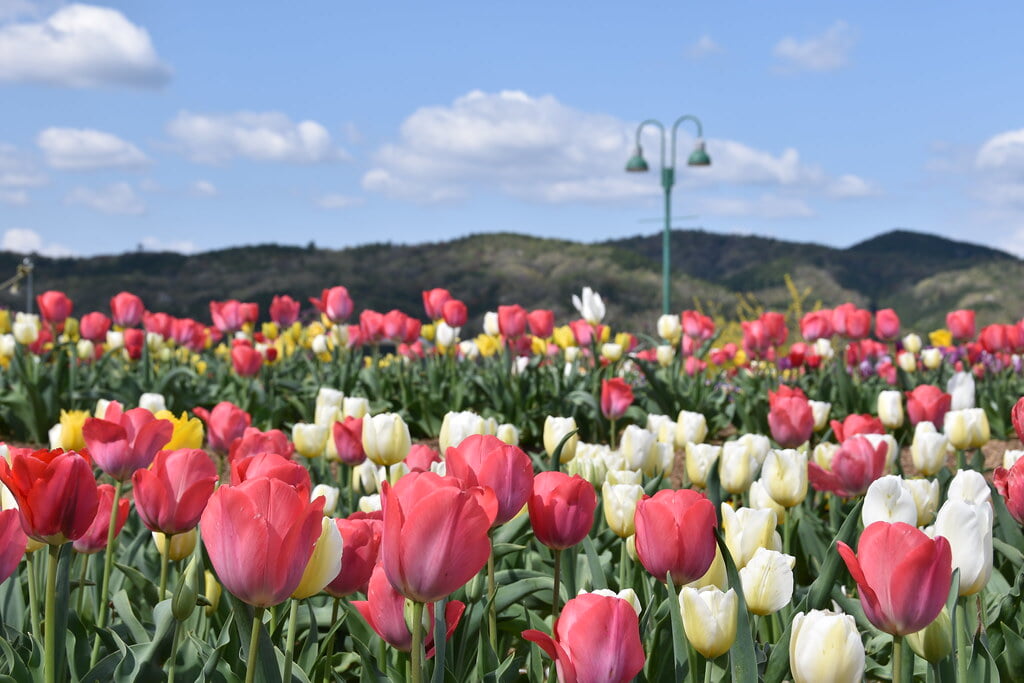 グリーンヒルズ津山の写真 ©津山市立図書館 Public Library of Tsuyama(CC BY 2.0)