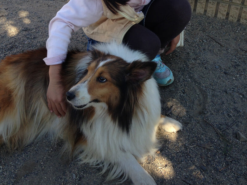 世界の名犬牧場の写真 ©blackpepper_555(CC BY 2.0)