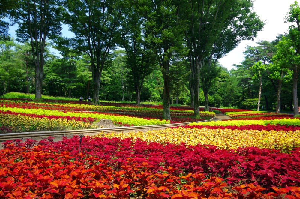 国営武蔵丘陵森林公園の写真 