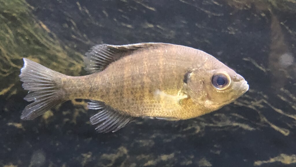 アクアマリンいなわしろカワセミ水族館の写真 ©Totti(CC BY-SA 4.0)