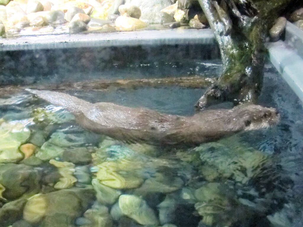 アクアマリンいなわしろカワセミ水族館の写真 ©Sugikats(CC BY-SA 4.0)